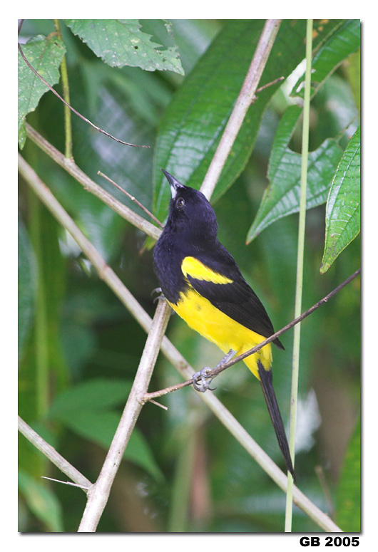 BLACK-COWLED ORIOLE